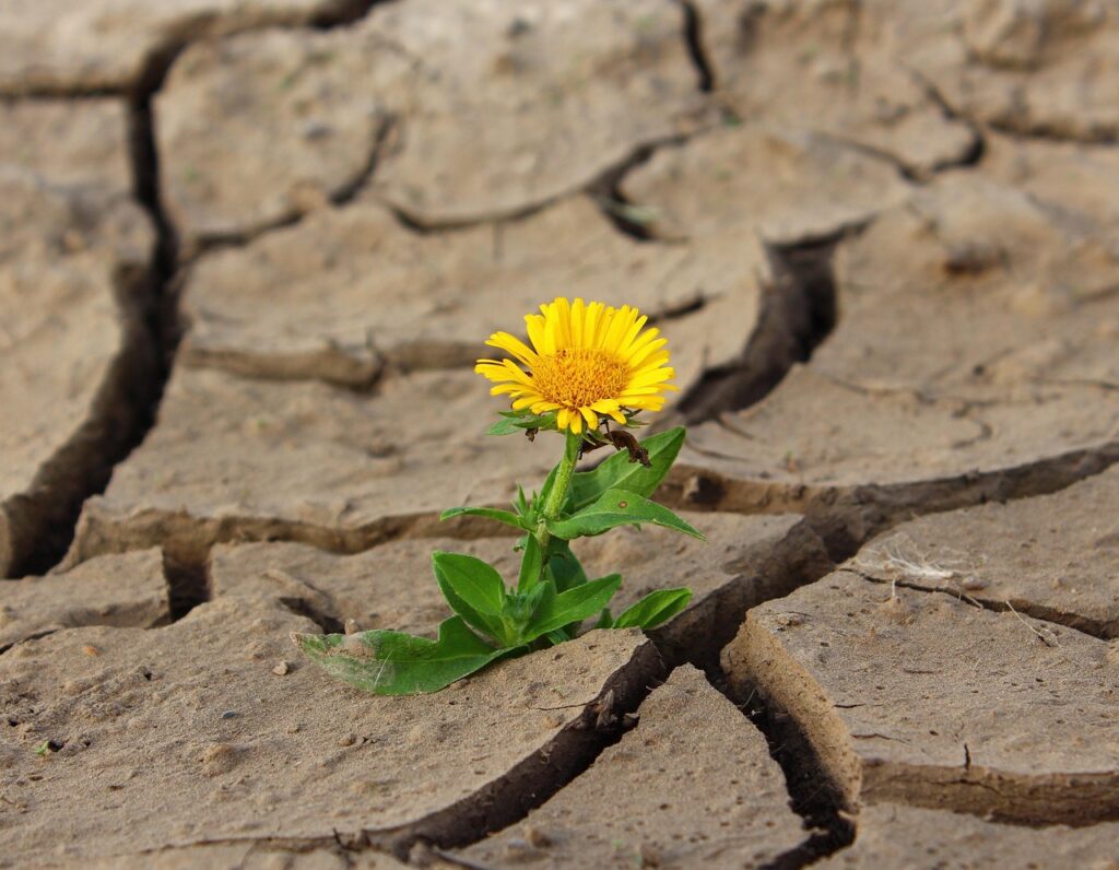 The Role of Mentorship in Resilience Building