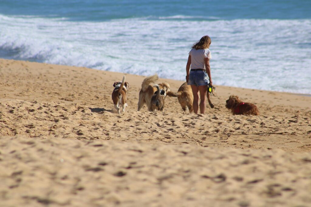 Staff Training and Adoption